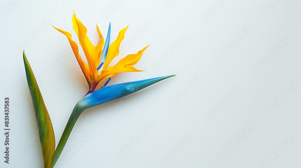 AI generated illustration of a flower on white background, one wilting AI generated illustration of a flower on white background, one wilting