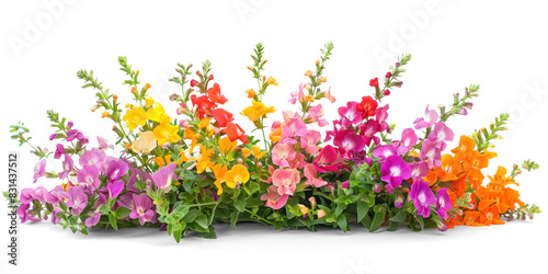 Colorful Snapdragon Flowers Bush on Transparent Background