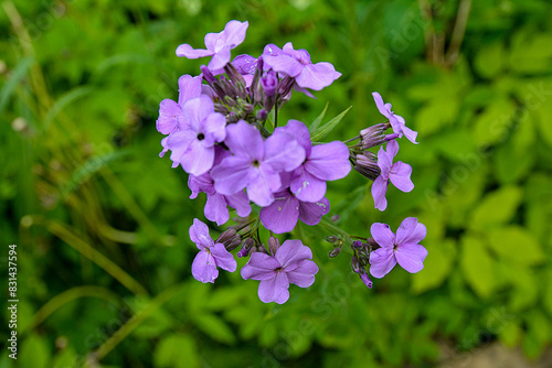 Closeup on purple gilliflower Hesperis matronalis. photo