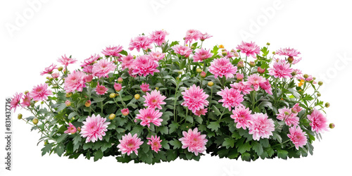 Flowers bush with pink chrysanthemums on transparent background