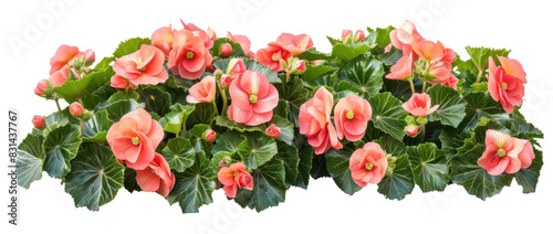 Begonia flowers bush with vibrant blooms on transparent background