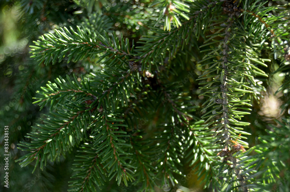 Pine Tree Branches Texture Pine Tree Branches Texture