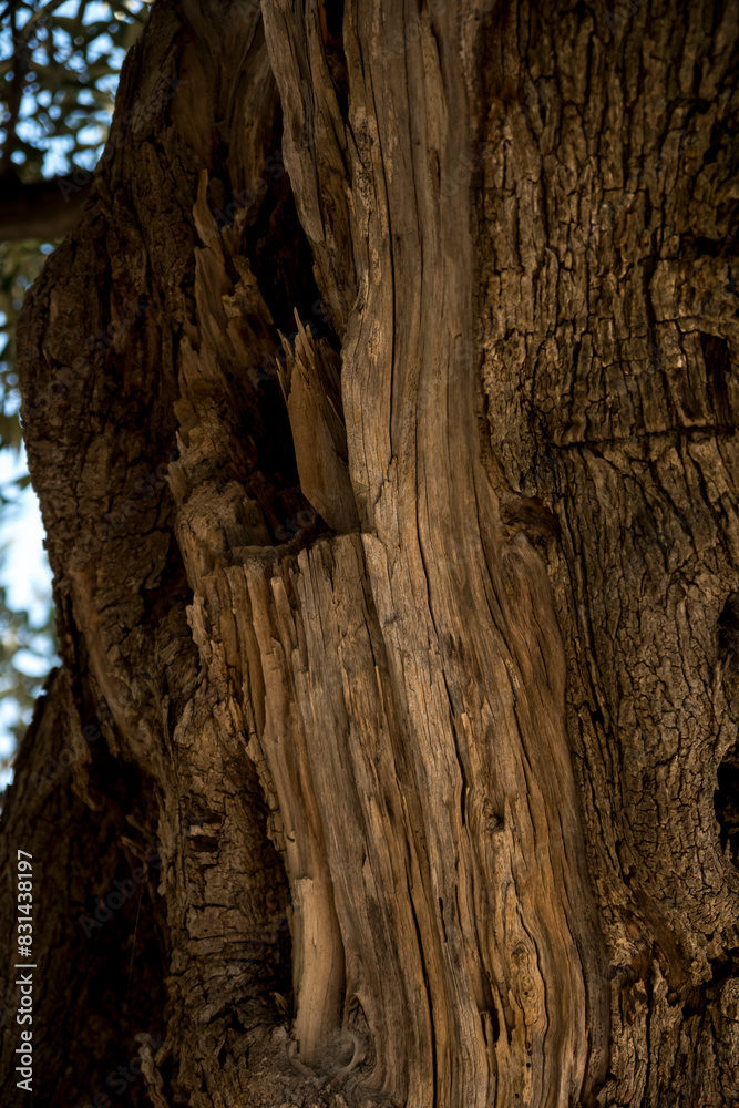 close-up of bark of an old olive tree close-up of bark of an old olive tree