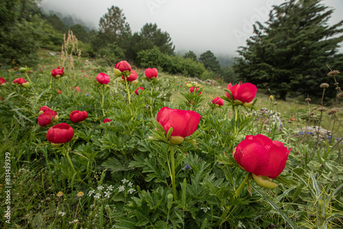 Izmir - Wild peony (Paeonia peregrina romanica) in the forest on Nif mountain. photo