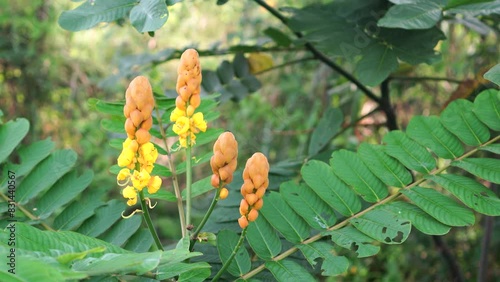 Senna alata flowers in the forest photo