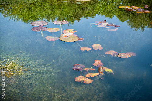 Natural scenery in arboretum Tesarske Mlynany, Slovakia photo