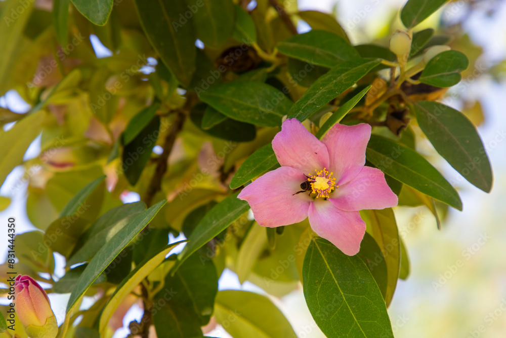 Delicate pink flowers of an exotic tree Lagunaria patersonia Delicate pink flowers of an exotic tree Lagunaria patersonia