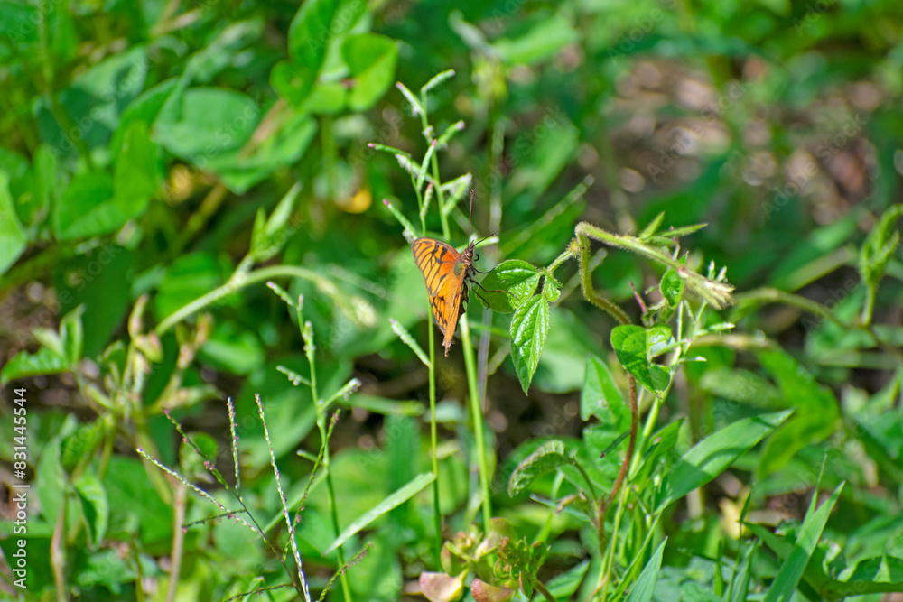 butterfly on a leaf butterfly on a leaf