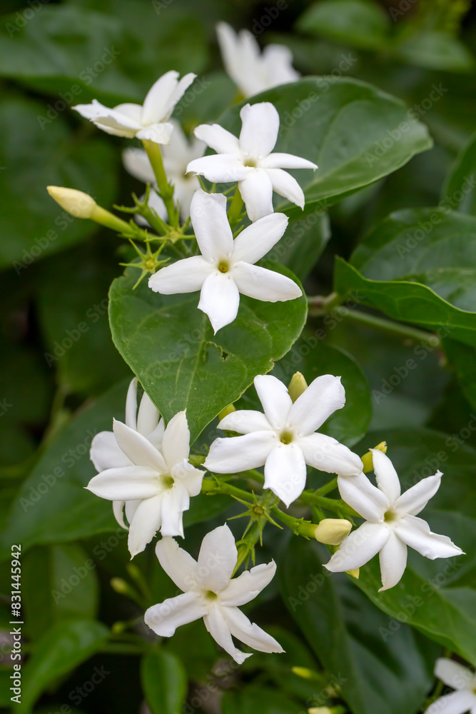 Obraz premium Close up picture of jasminum sambac flower. Photography of jasminum sambac flowers.