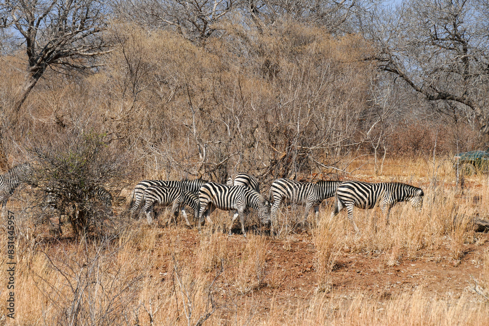 Obraz premium Zebra