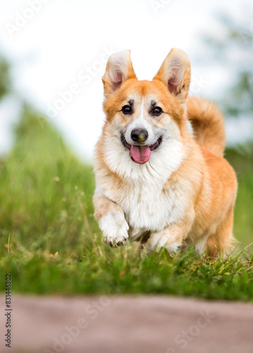 corgi dog runs fast through the grass