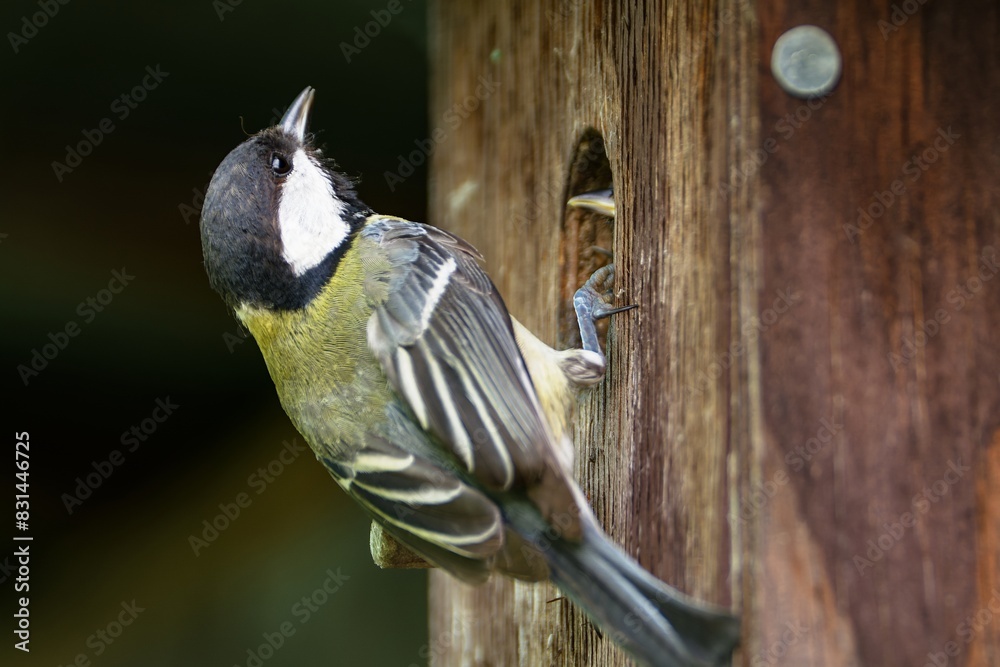 Naklejka premium Great tit feeding the young in the bird.house. Moravia. Europe. 