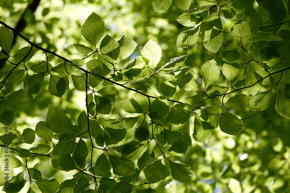 Green foliage. Natural bright background. Lush foliage in the sunlight. Abstract nature. Bottom view. The concept of summer spring good warmth, sunshine Green foliage. Natural bright background. Lush foliage in the sunlight. Abstract nature. Bottom view. The concept of summer spring good warmth, sunshine