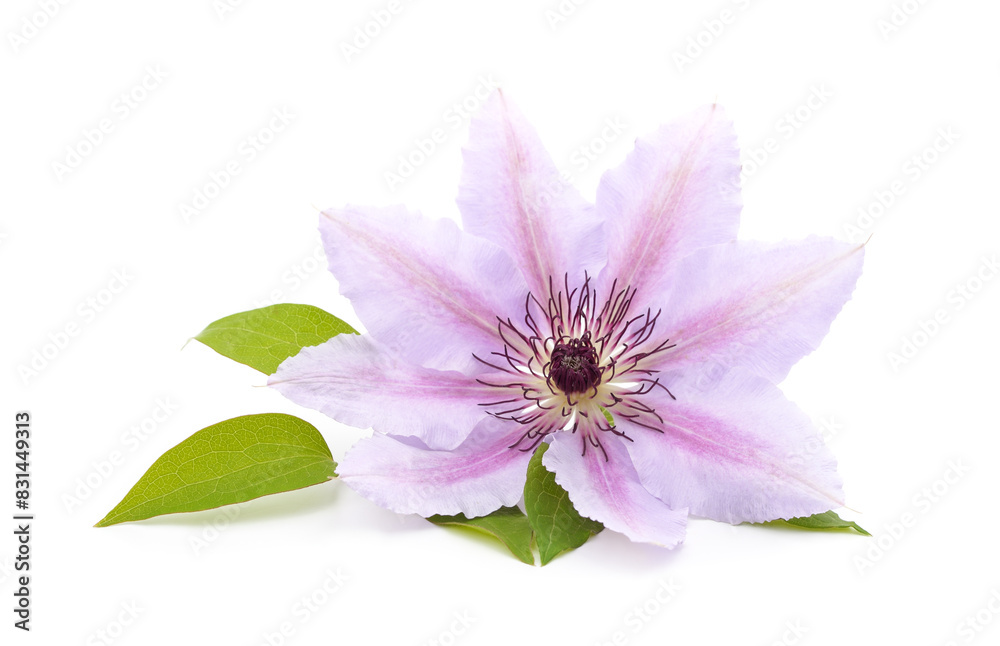 Purple clematis with green leaves. Purple clematis with green leaves.