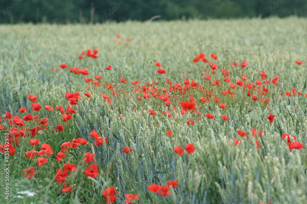 Fototapeta premium poppy field in summer