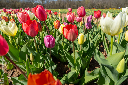 Multicolored pastel tulips in a tulip field, Burnside Farms Virginia