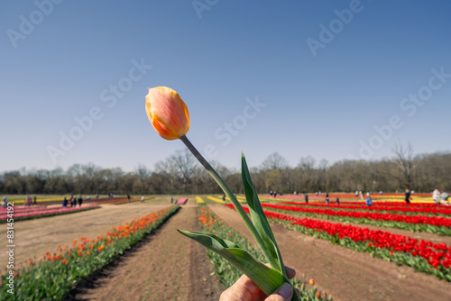 Hand holds a red tulip picked from a field