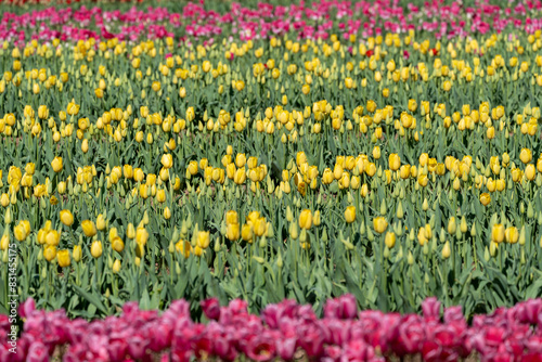 Pink and yellow rows of tulips in a tulip field, Burnside Farms Virginia