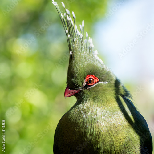 turaco
