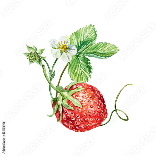 Strawberry watercolor. A twig with a leaf, a berry, a flower and a tendril. Vector illustration. Bouquet for cards, invitations, covers, banners, tea, juice, jam, cosmetics labels.