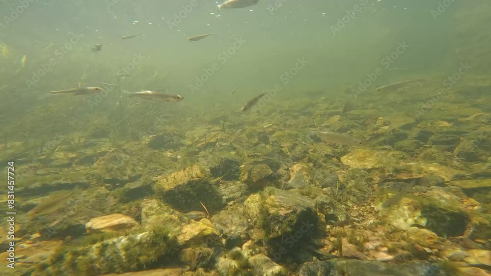 Seaweed and fish underwater in the river Seaweed and fish underwater in the river