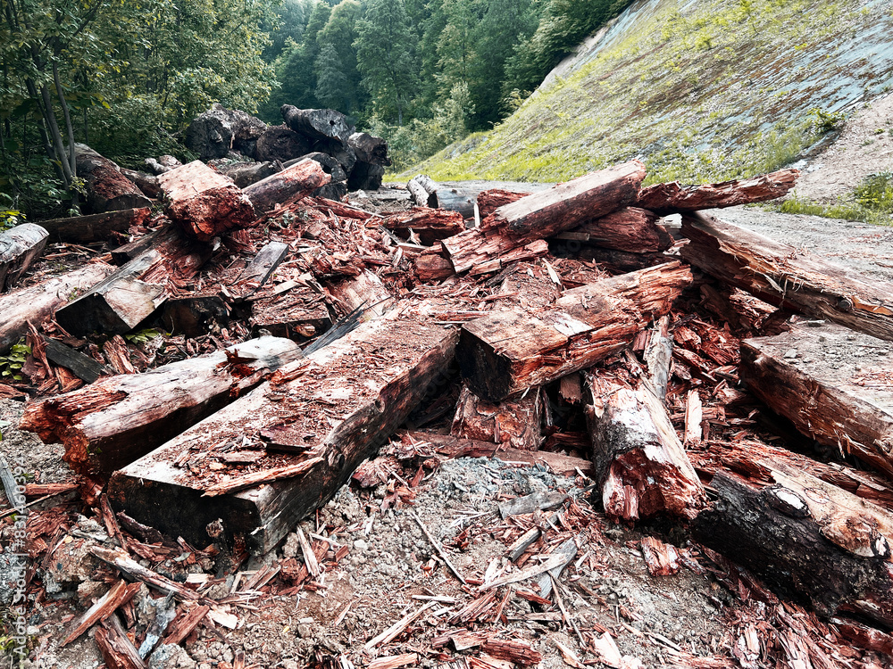 Decaying rotten wood in forest Dry logs and wood chips in natural environment Decaying rotten wood in forest Dry logs and wood chips in natural environment