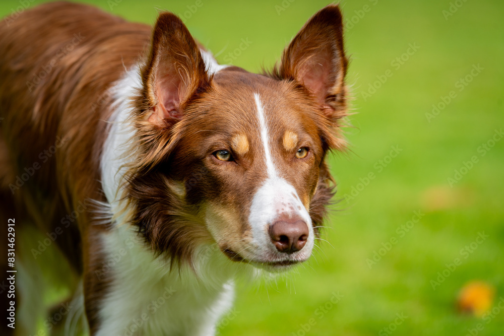 border collie dog border collie dog