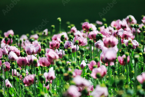 A field of purple poppies near Erlenbach and Weinsberg in the Heilbronn region  Baden-Wuerttemberg  Germany  Europe.