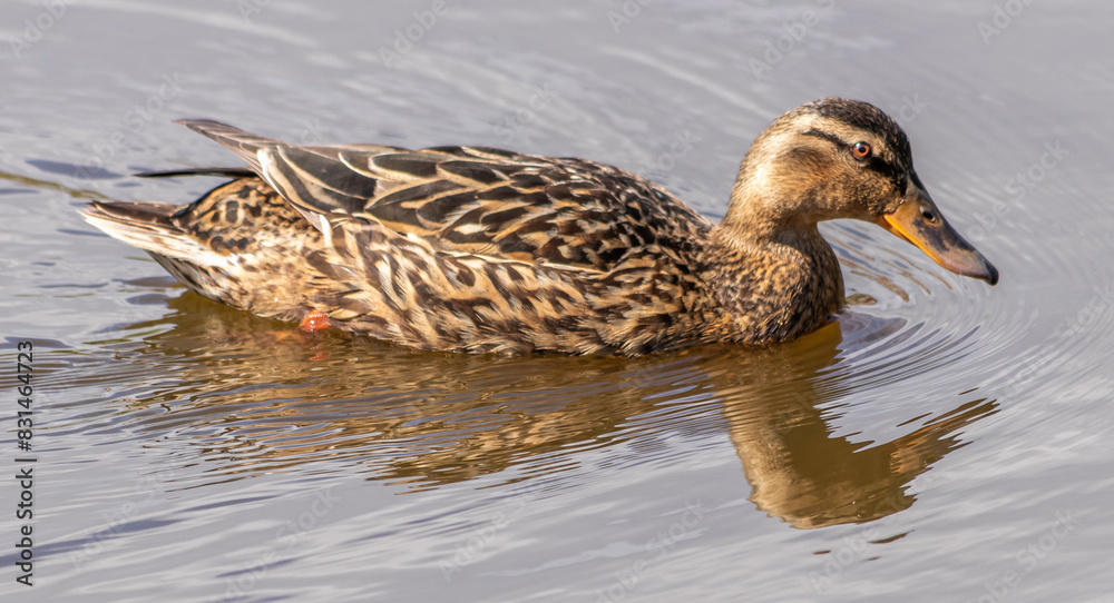duck on the water duck on the water