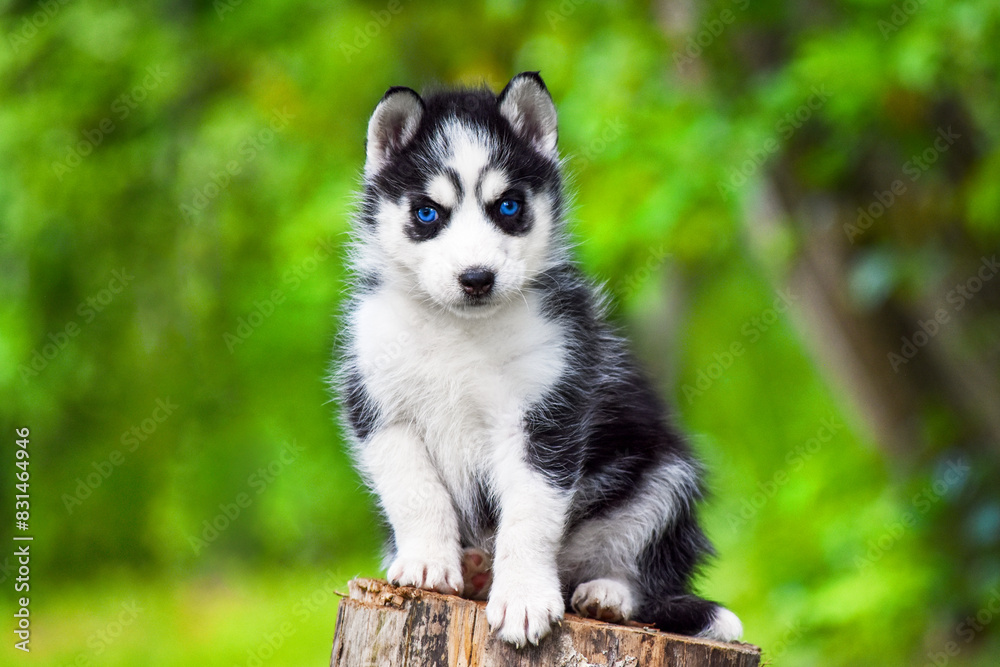 A beautiful black and white Siberian Husky puppy with blue eyes sits on a stump in the spring forest