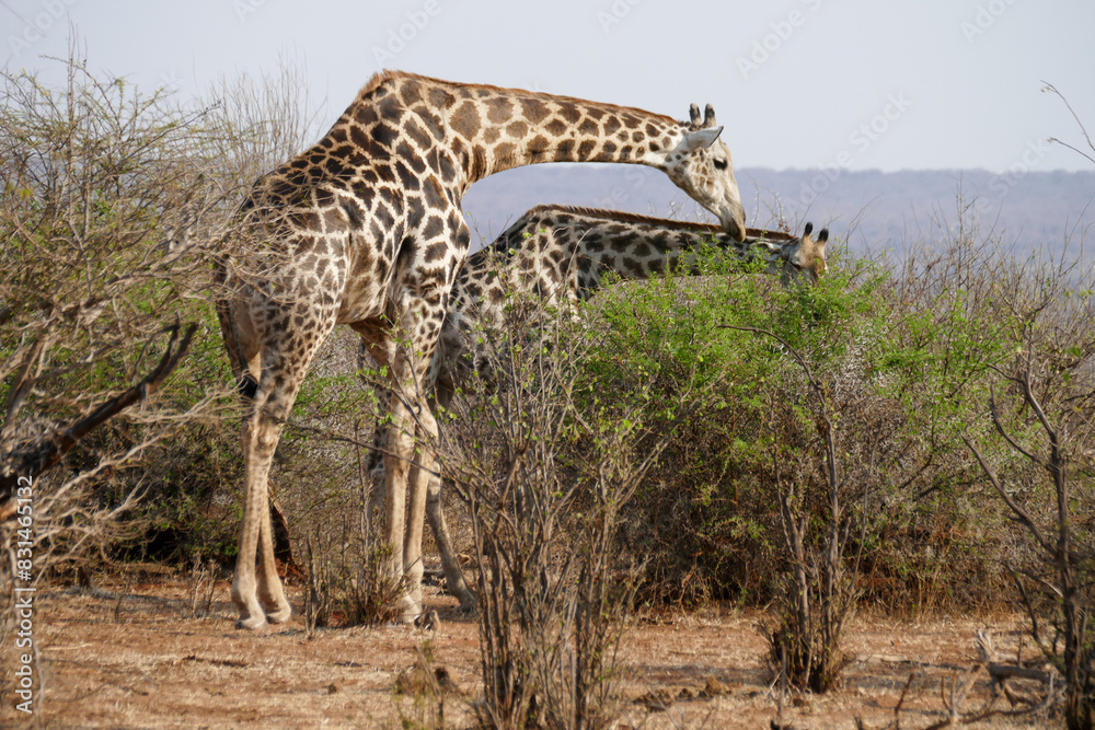 Fototapeta premium Giraffe