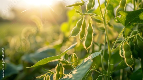 Sunlight gently illuminates vibrant green soybean plants growing in a lush field during early morning  highlighting their delicate details.
