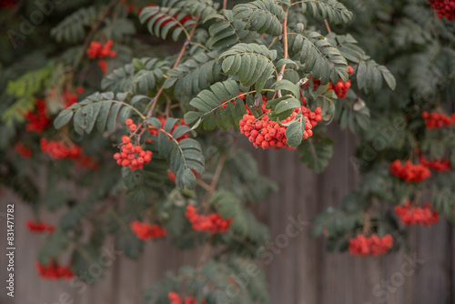 Fényképezés Bunches of rowan