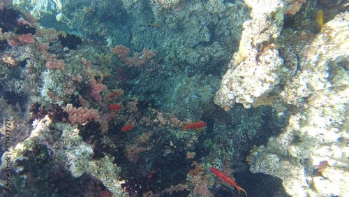 Snorkeler explores bustling underwater world of Aqaba's coral reef, with yellow lemon damselfish and red fishes Anthias swimming amongst vibrant corals. Lemon damsel: Pomacentrus sulphureus species photo