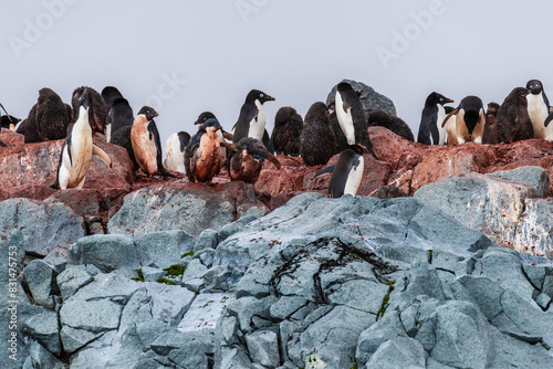 Impression of the Adelie Penguin - Pygoscelis adeliae- colony, near the fish islands, on the Antarctic Peninsula