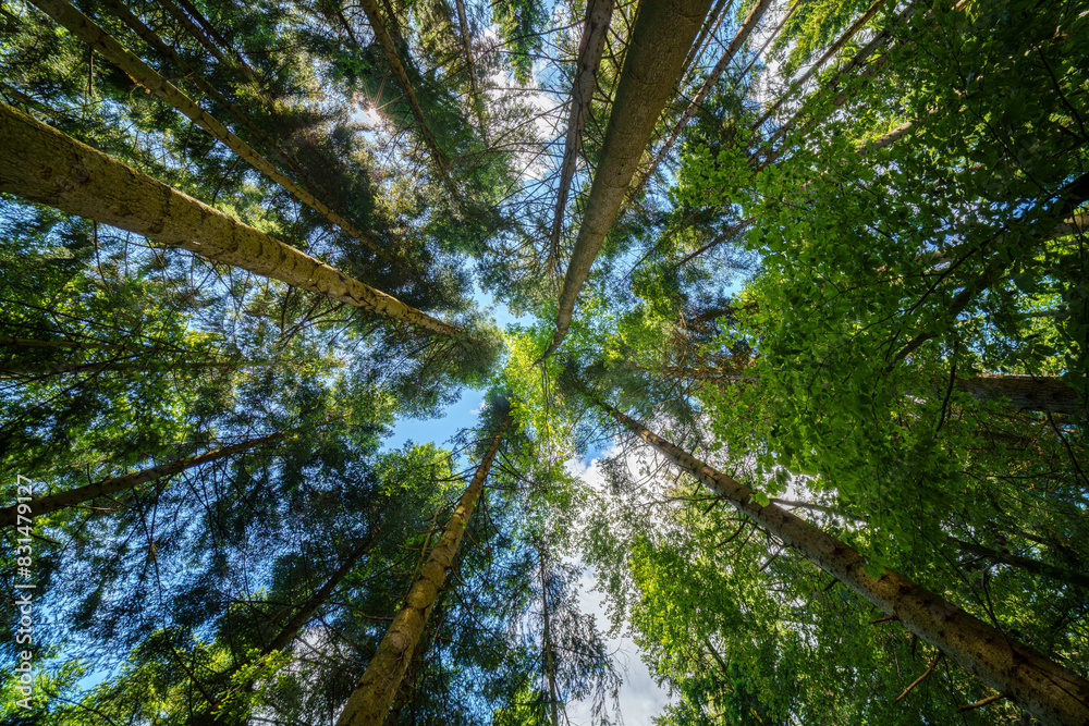 Fototapeta premium Observing the sunlight filtering through the trees in a lush forest