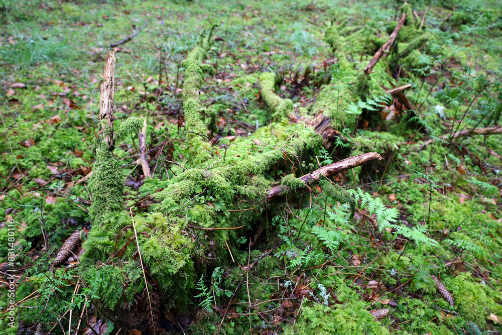 Obraz premium Fallen tree covered with moss