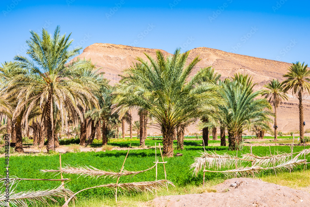 Palm trees in green oasis between towns of Agdz and Zagora, Morocco, North Africa
