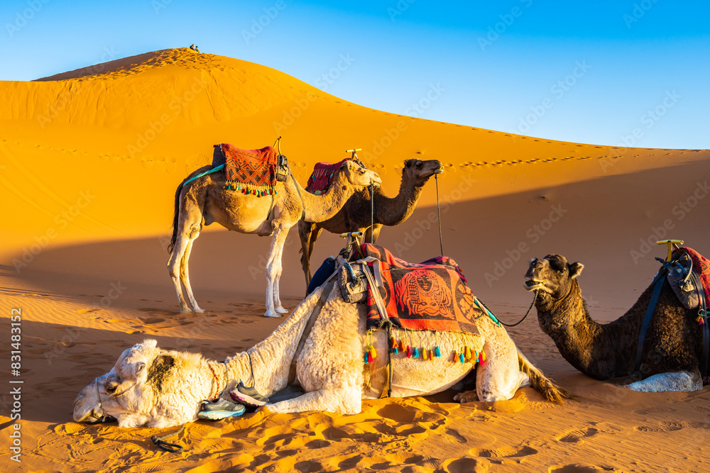 Camels resting on sandy dune at Erg Chebbi Sahara desert at sunset near Merzouga town, Morocco, North Africa
