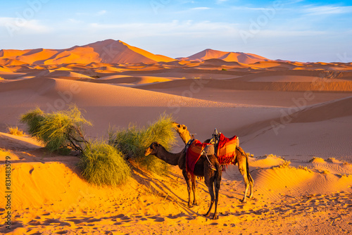Camels grazing on sand dune at Erg Chebbi Sahara desert at sunrise near Merzouga town, Morocco, North Africa