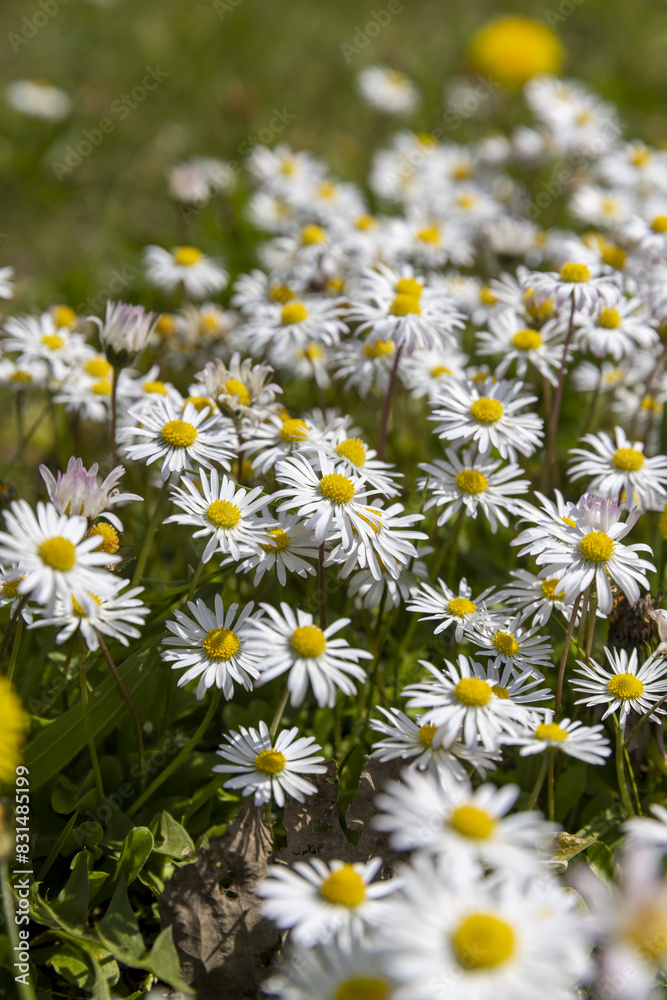 Fototapeta premium beautiful wild white and pink daisies in the green grass in spring