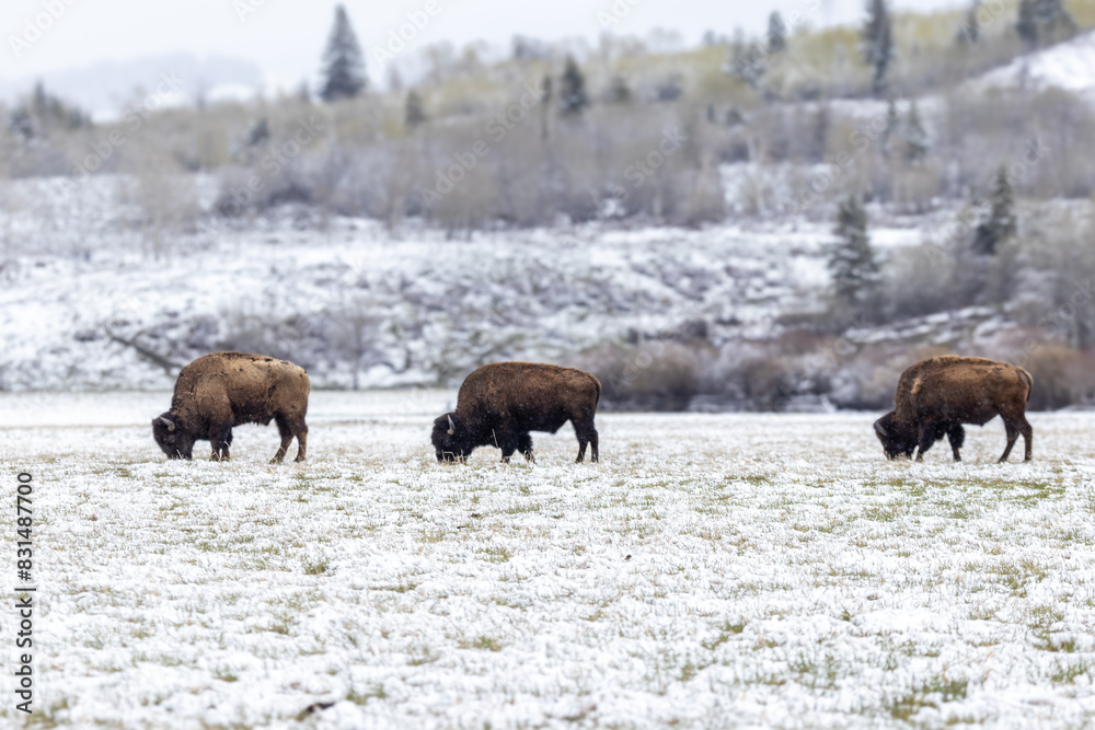 Bison in Yellowstone National Park Snow Bison in Yellowstone National Park Snow