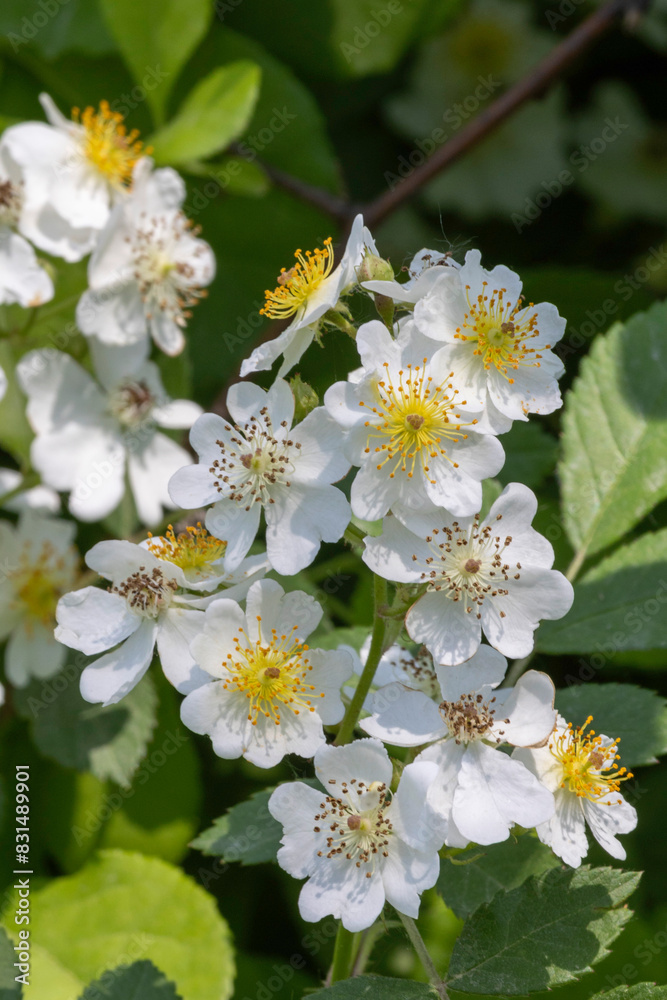 Beautiful fruit blossoms in spring Beautiful fruit blossoms in spring