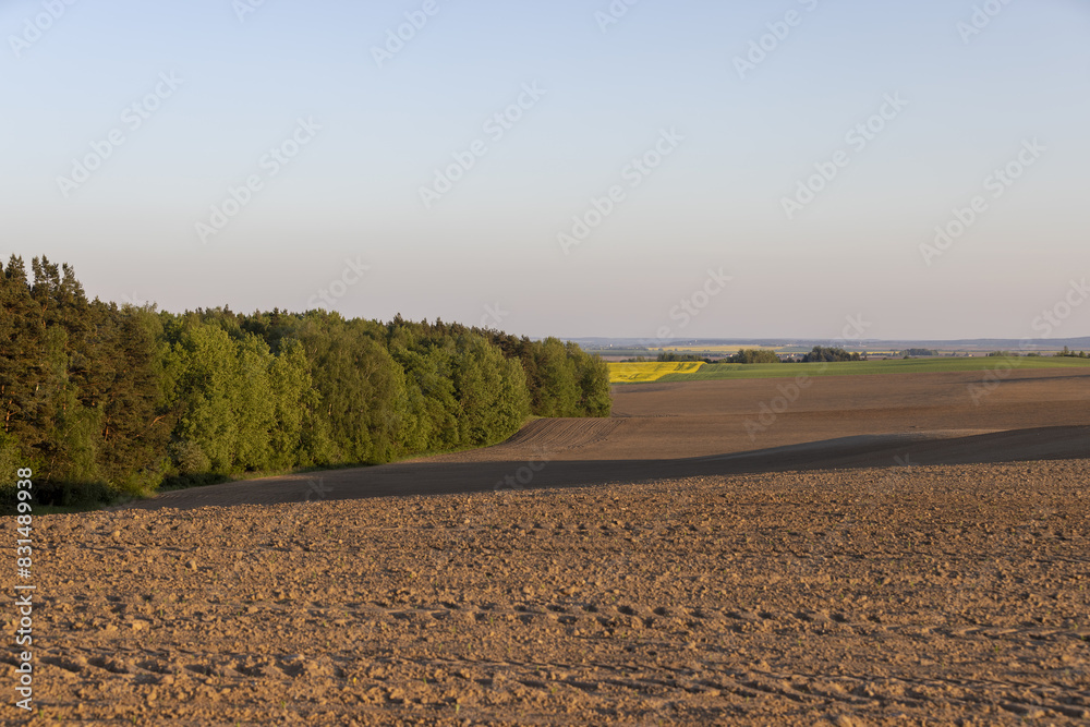an agricultural field with corn during sunset an agricultural field with corn during sunset