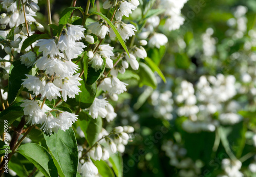 Jasmine flowers in a city flowerbed. photo