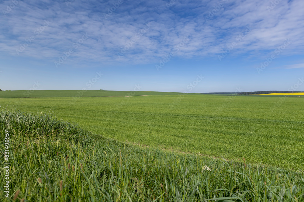 Obraz premium huge field with a harvest of unripe wheat