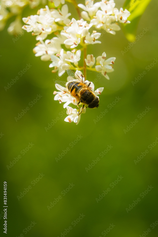 Macro of Bee Pollinating a White Flower, Green Bokeh Background Macro of Bee Pollinating a White Flower, Green Bokeh Background