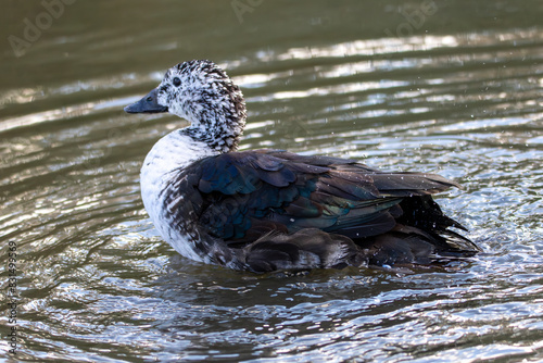 Comb or knob billed duck from South America.