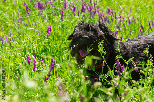 A Schnauzer on a wild flowers | Sznaucer w dzikich kwiatach #831500381