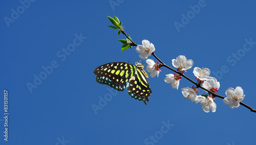 bright colorful tropical butterfly on a branch of blooming sakura against the blue sky. Graphium agamemnon butterfly. Green-spotted triangle. Tailed green jay. photo